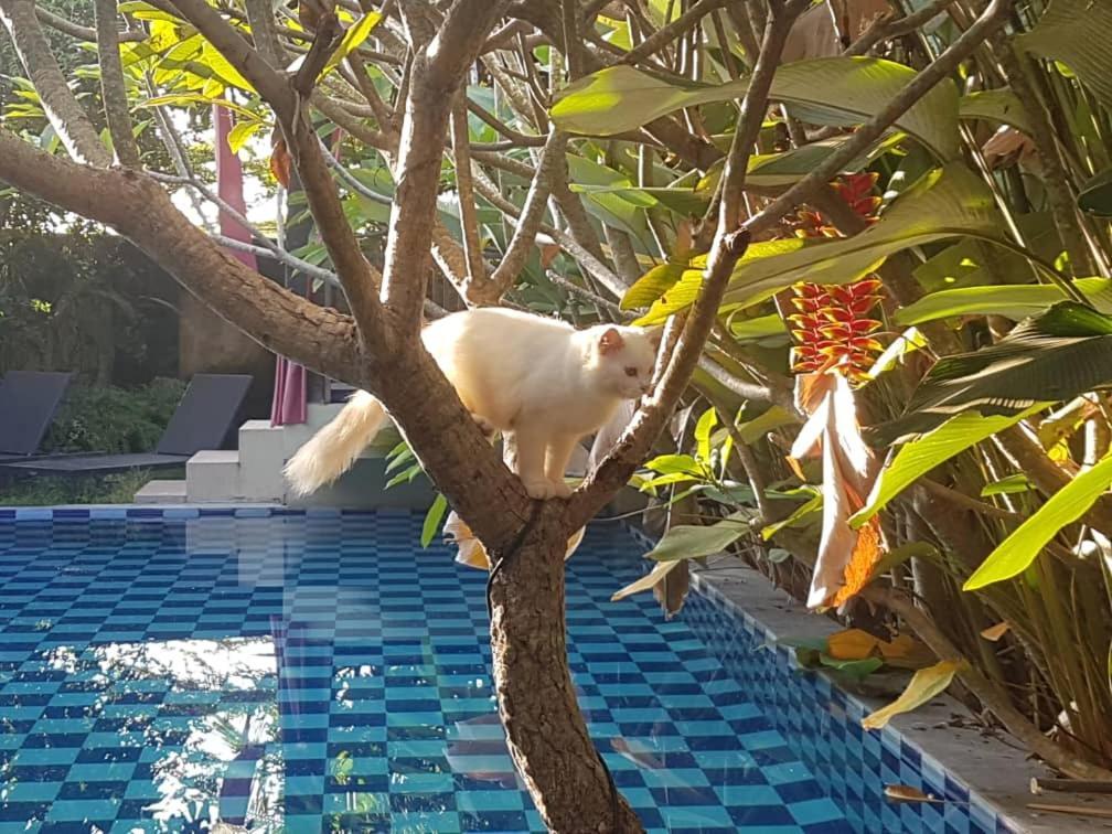 Rosseno Villa Yogyakarta
